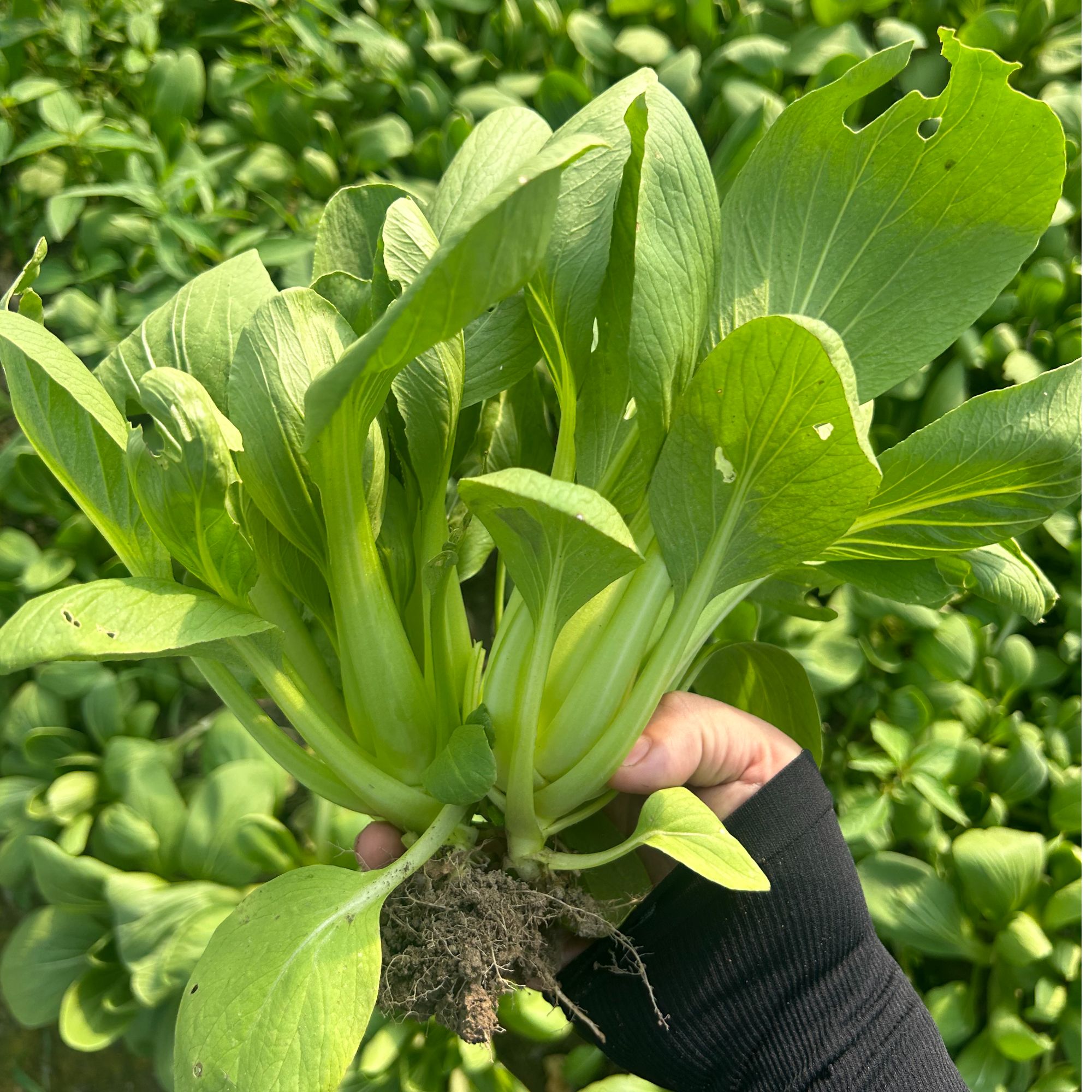 【顺丰包邮】新鲜小青菜3斤鲜嫩微微甜顺丰