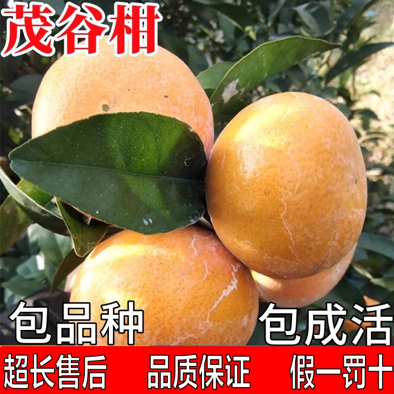 茂谷柑树苗南北方庭院地栽柑橘苗带土盆栽嫁接桔子树果苗当年结果