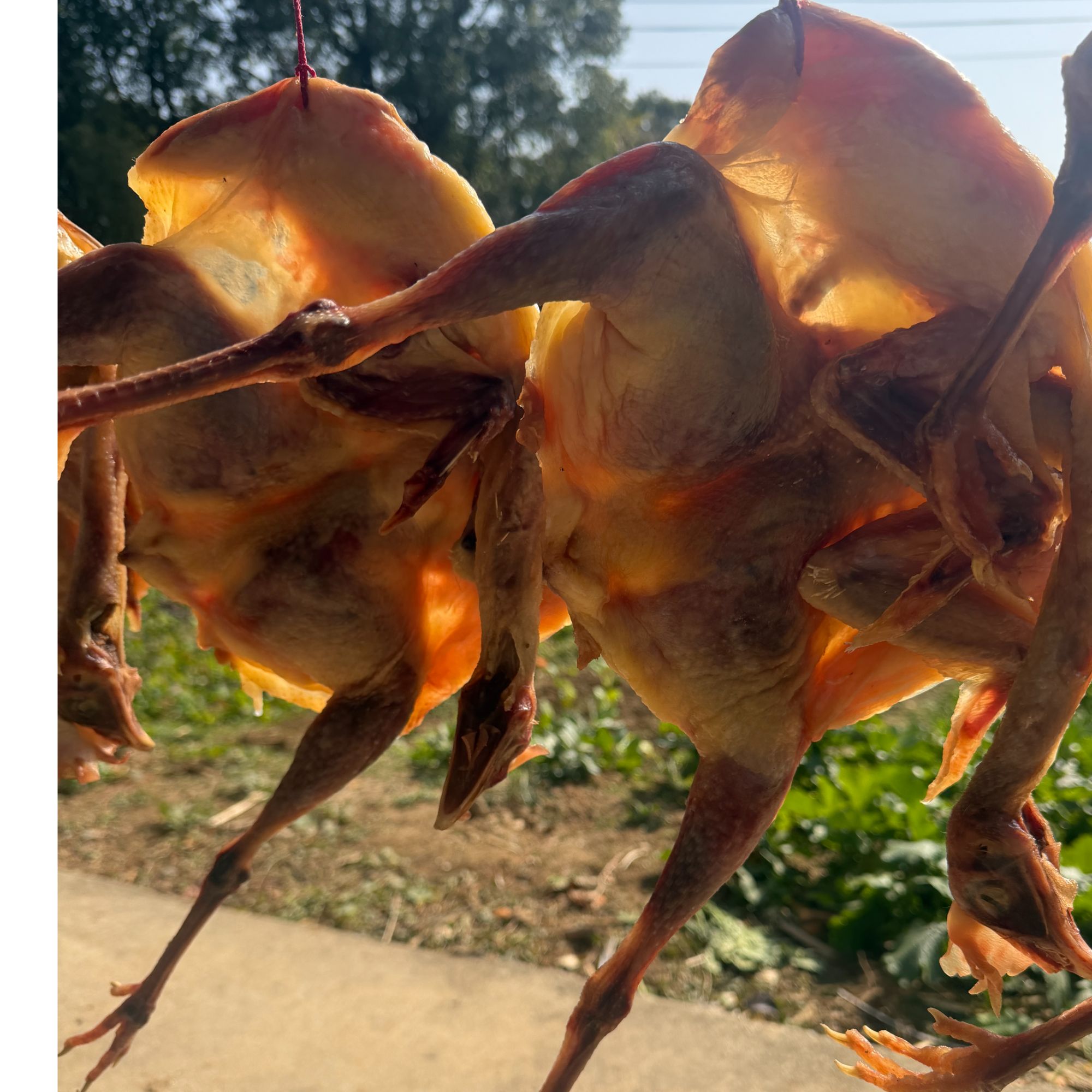 带翅膀带脚整只大风干鸡腊鸡农家自家腊货腊味年货