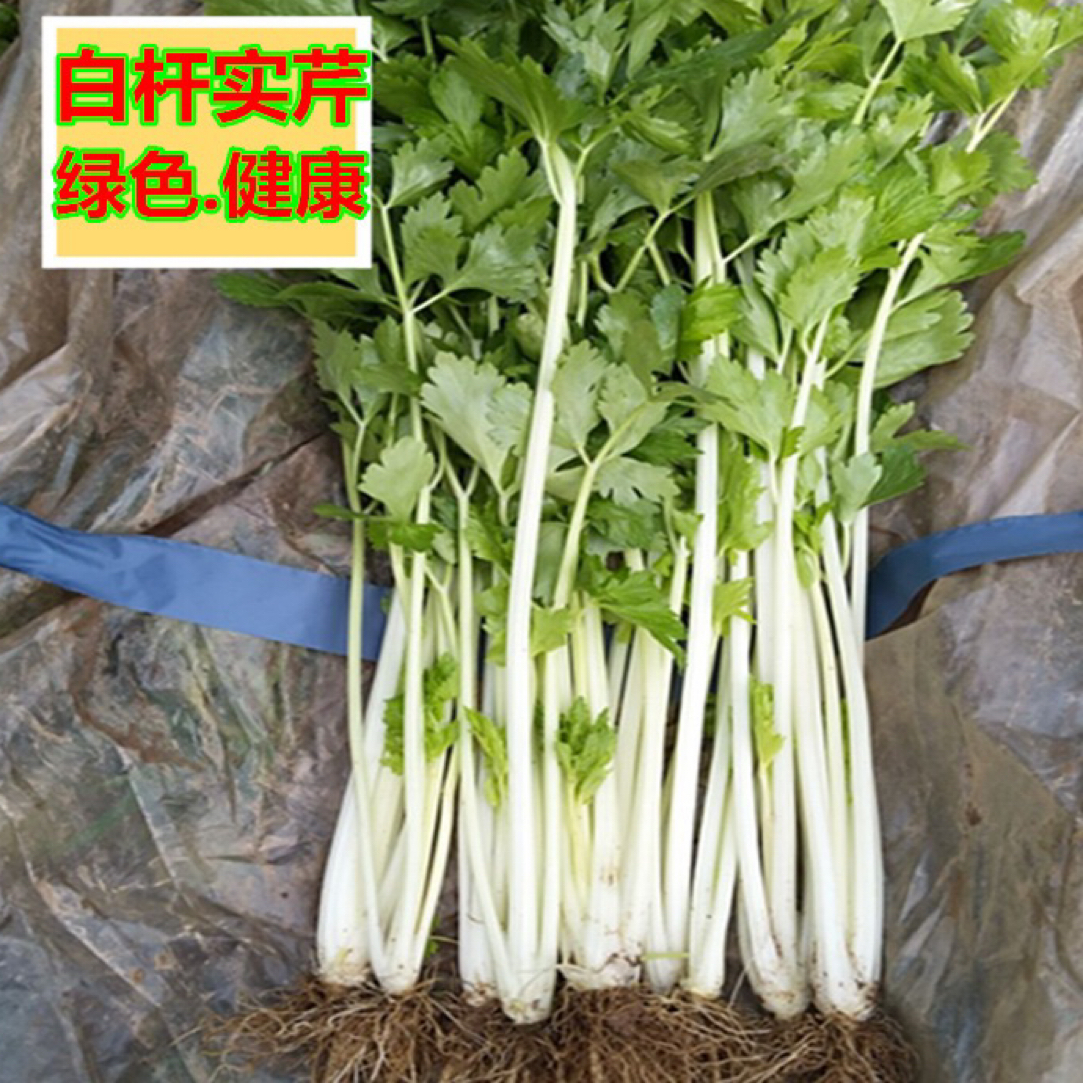 四川威远白杆实心芹菜新鲜农家自种自销本地白芹菜盐帮菜调料批发