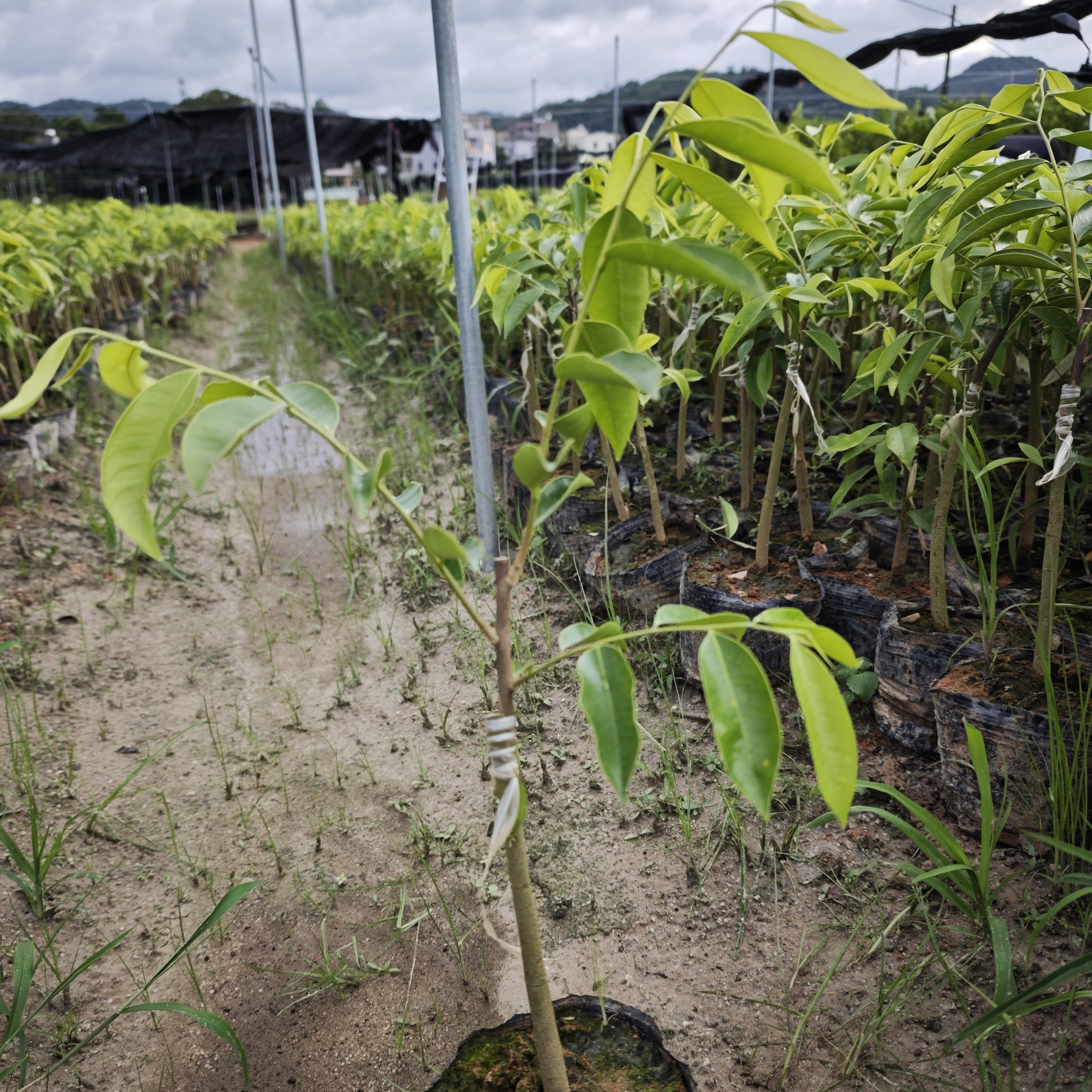 苗圃直发香脉九份品种棋楠沉香母树嫁接一代苗带土带叶发货产量王