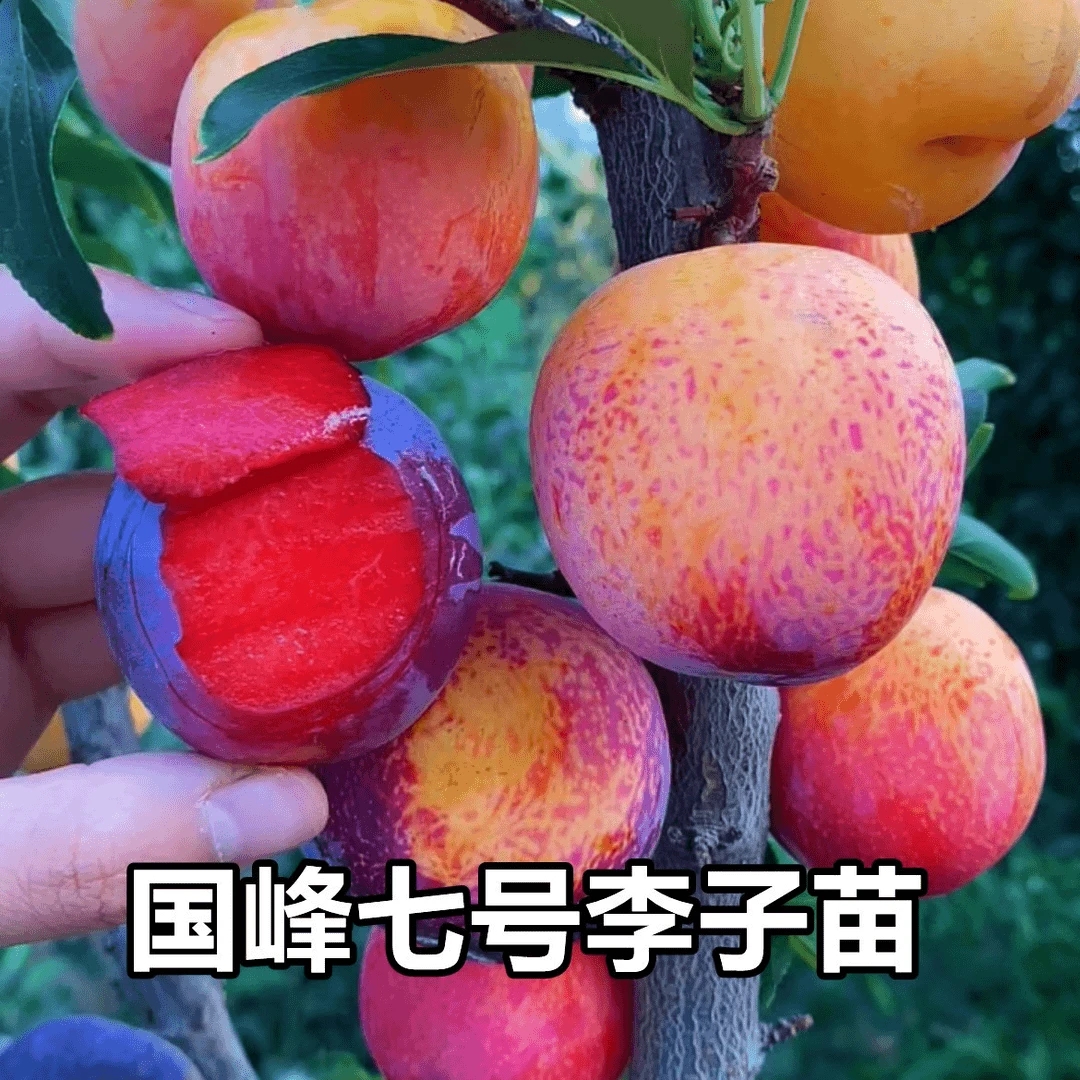 矮化嫁接国峰七号李子树苗盆栽地栽南方北方栽种脱骨奈李清脆爽口