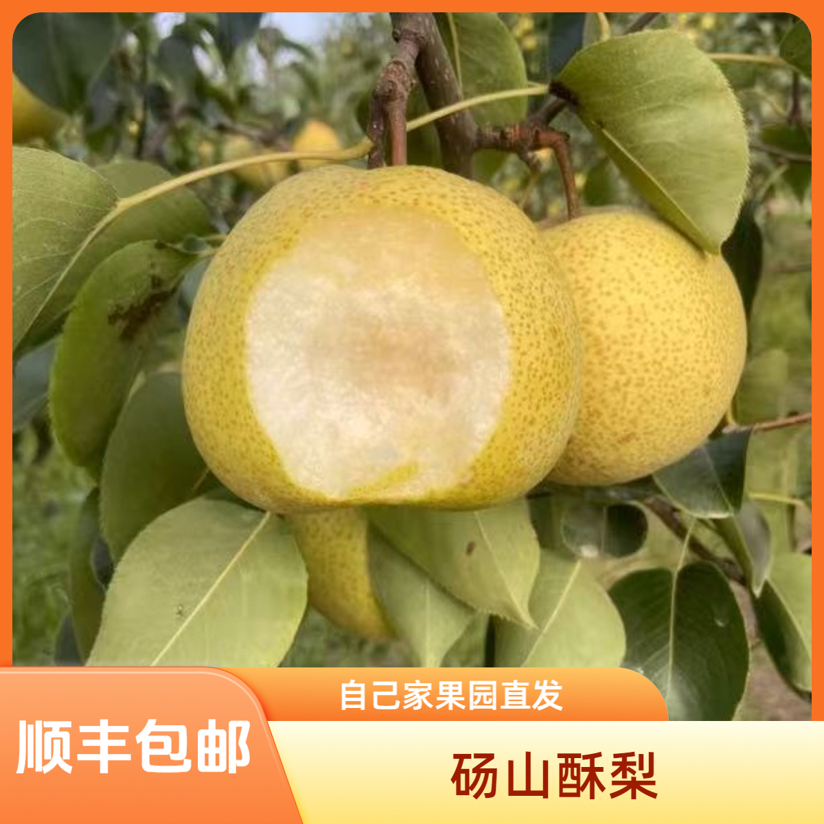 （顺丰包邮）正宗砀山精品酥梨梨子冰糖雪梨爆汁纯甜皮薄母梨