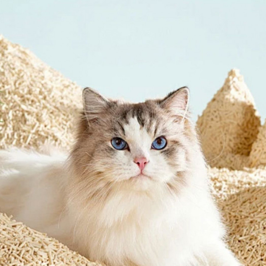 小苏打颗粒猫砂除臭颗粒祛味除湿猫咪用品猫砂伴侣专用净味剂神器