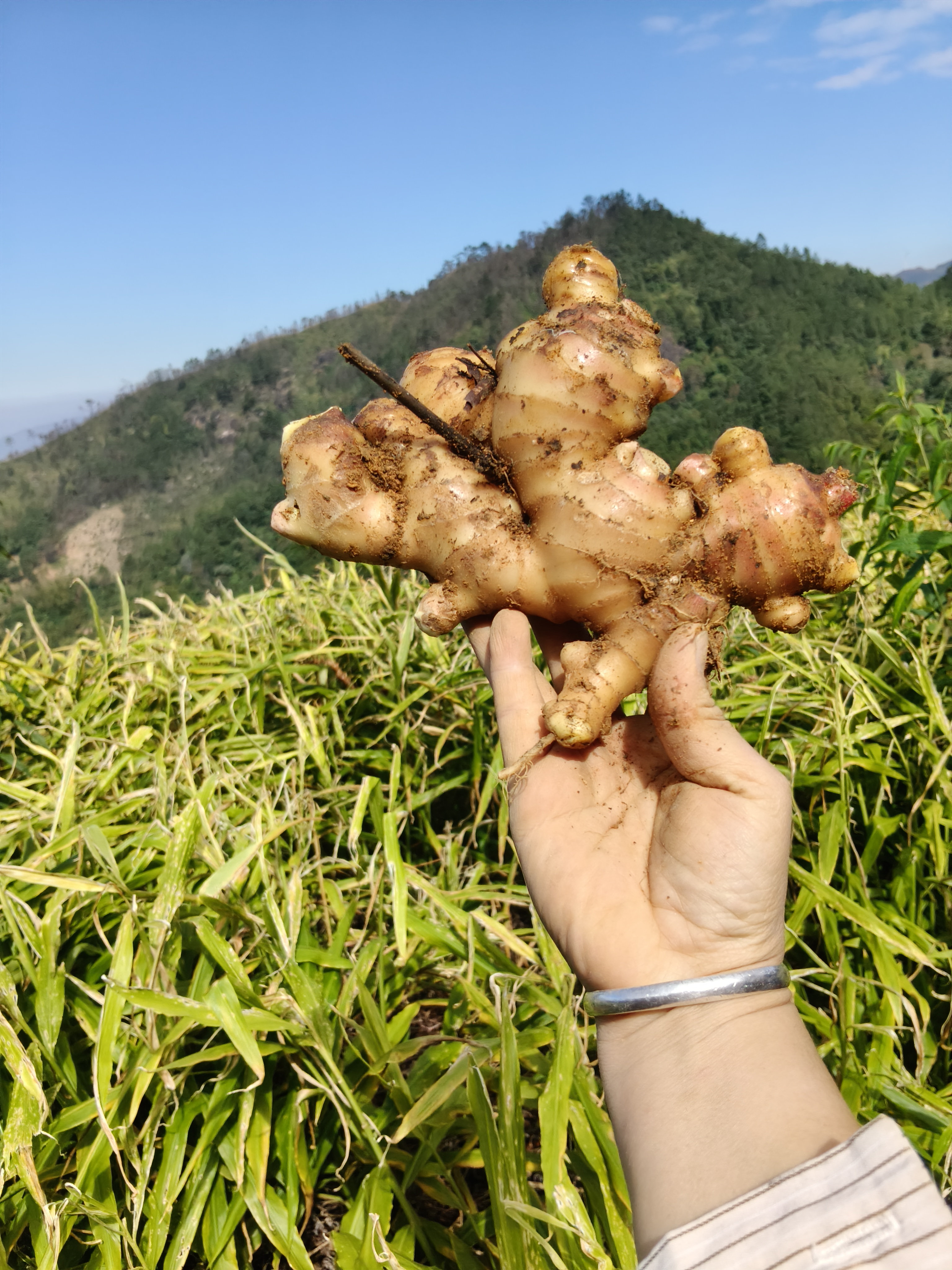 粤西第一高峰大田顶高山种植产地直供新鲜现挖小黄姜香味浓郁辛辣