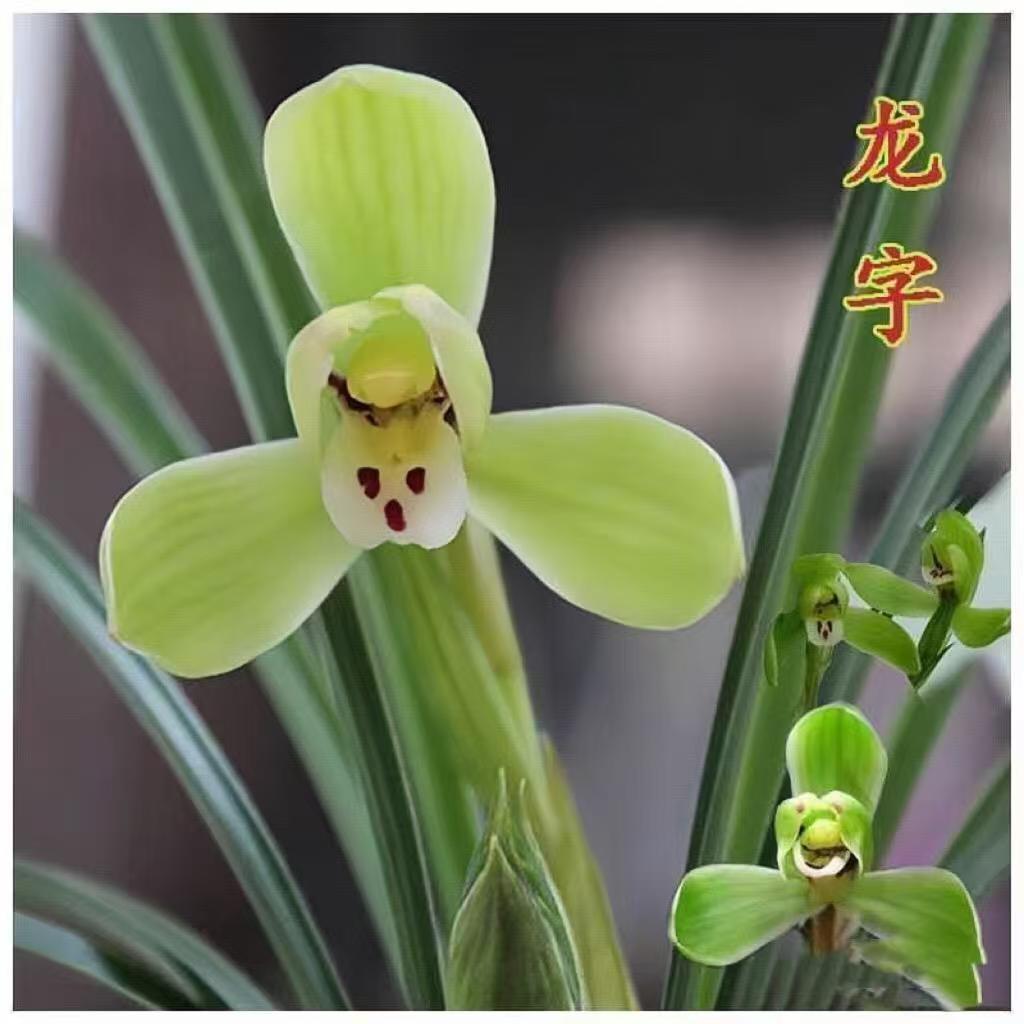 春兰老八种龙字3苗兰花盆栽梅瓣浓香型东方花卉绿植阮迪慧兰花