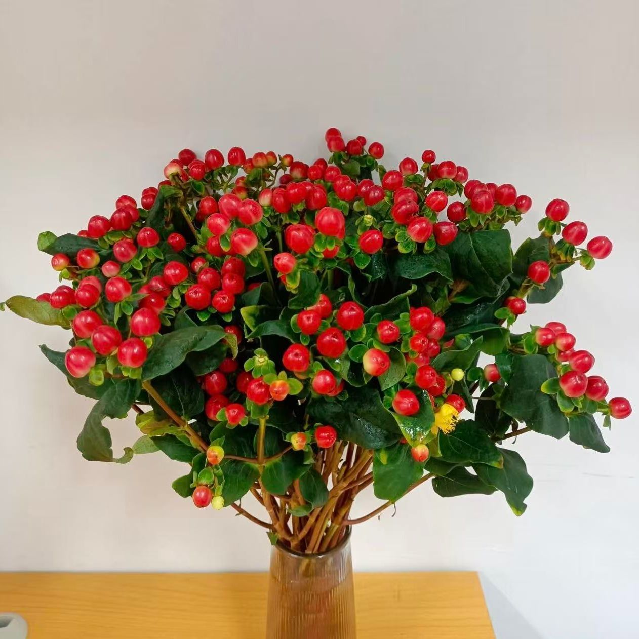 【火龙珠】基地直发红豆相思豆鲜花花束家庭插花新鲜水养2扎包邮