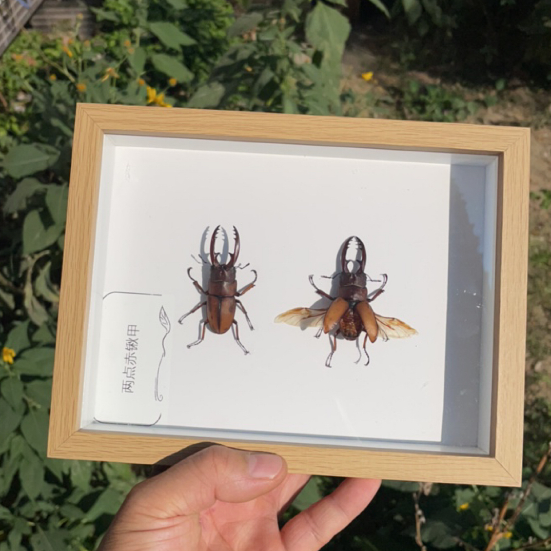 昆虫 甲虫 蝉 锹甲 标本展示立体装饰画 摆件 装饰