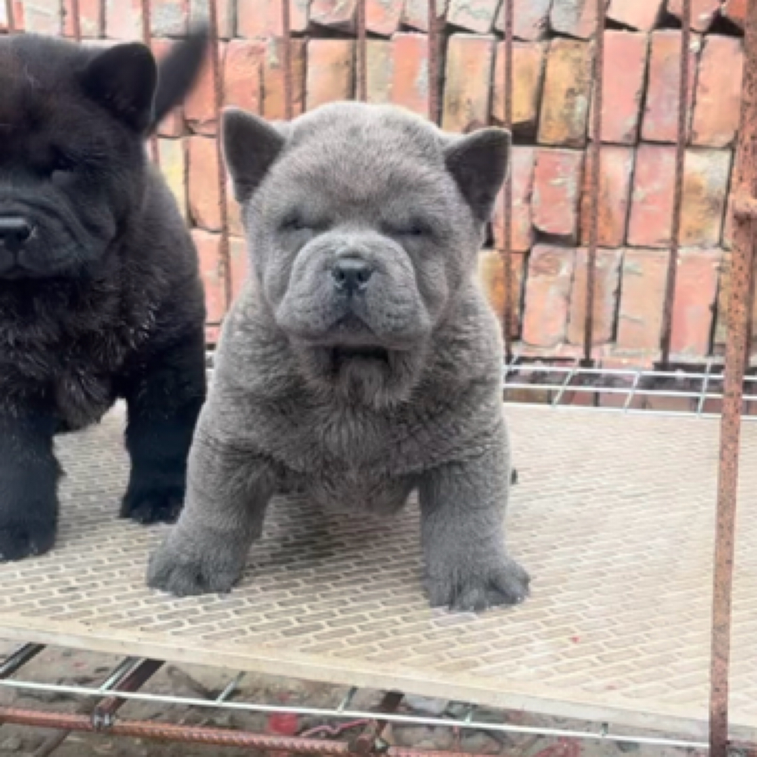 广西田园犬五红犬五黑犬