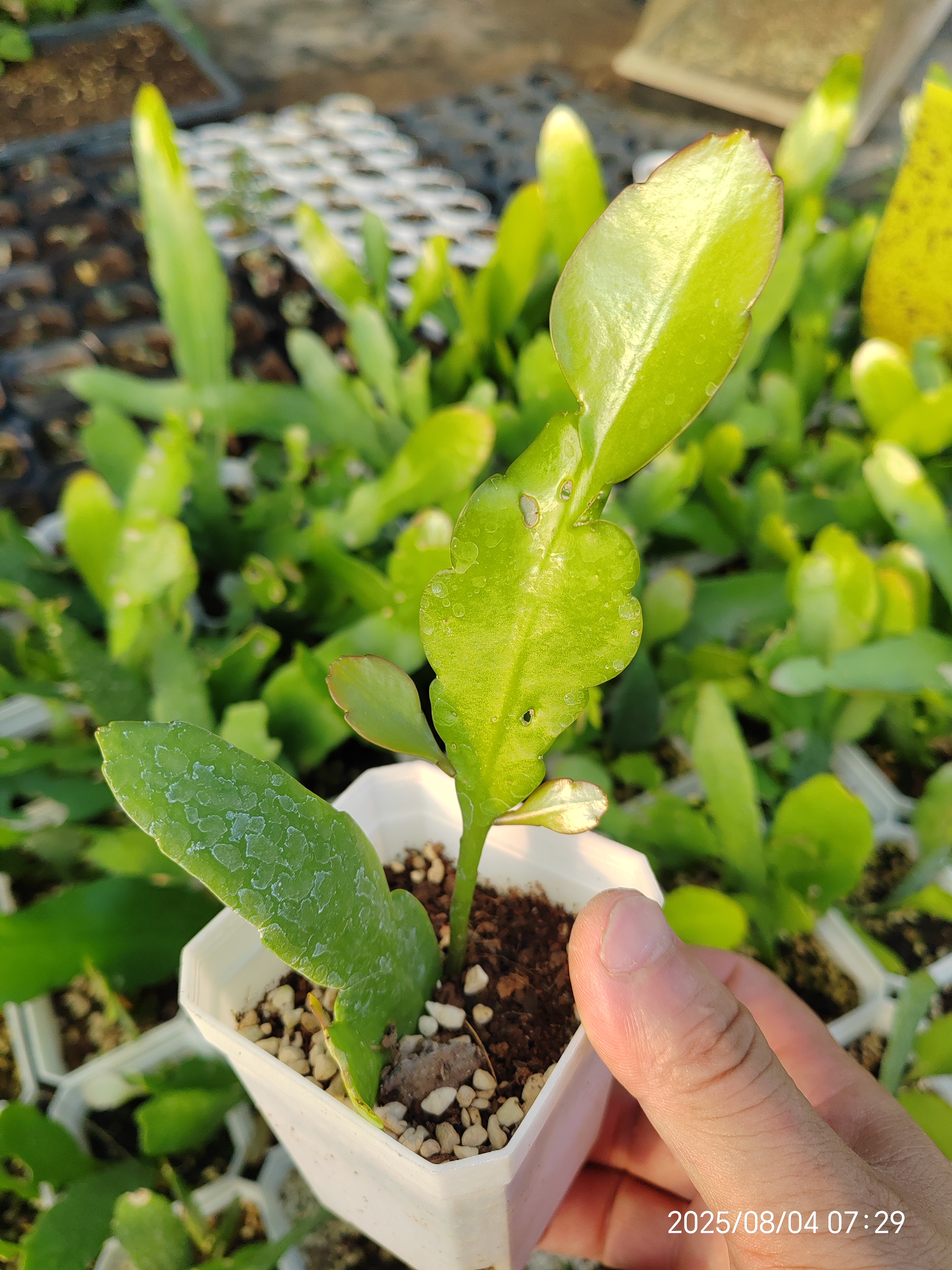 进口印尼小叶昙花盆栽花卉室内阳台易种易活绿植完美主义者勿拍
