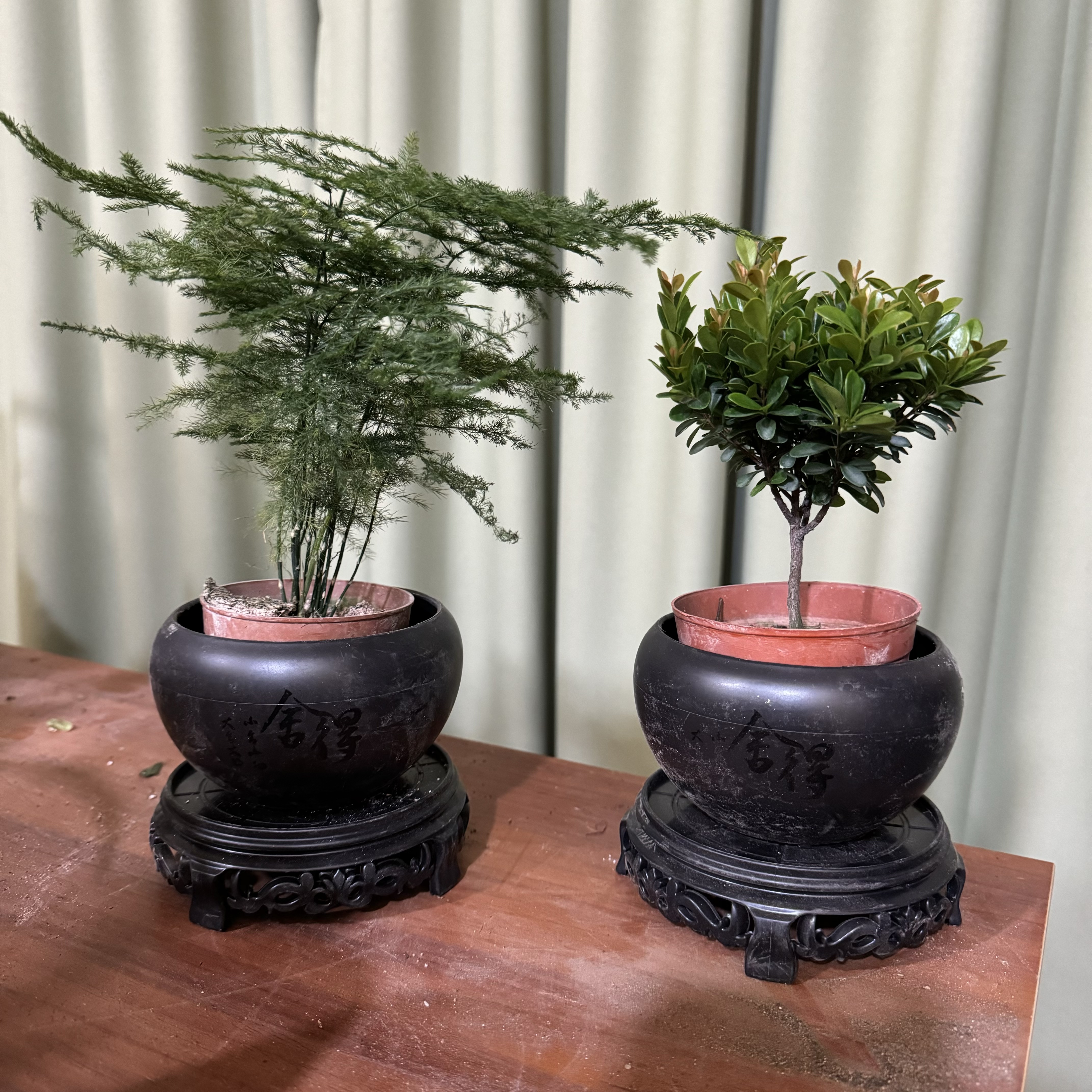 西藏包邮绿植-文竹