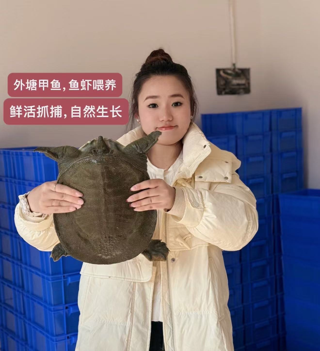 汉寿生态放养老甲鱼产地直发顺丰包邮！