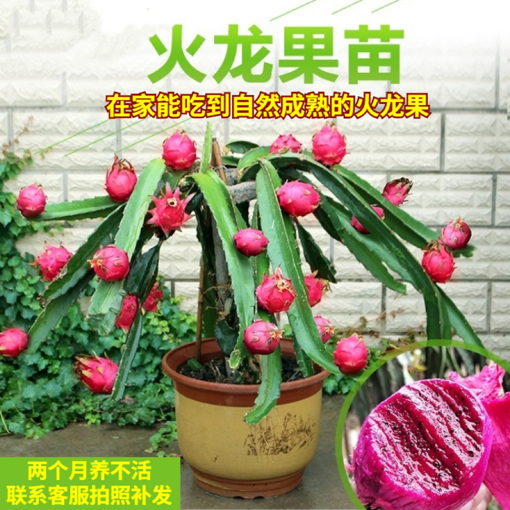 蜜玄龙红皮红肉红心火龙果苗盆栽地栽阳台庭院免授粉易打理果苗