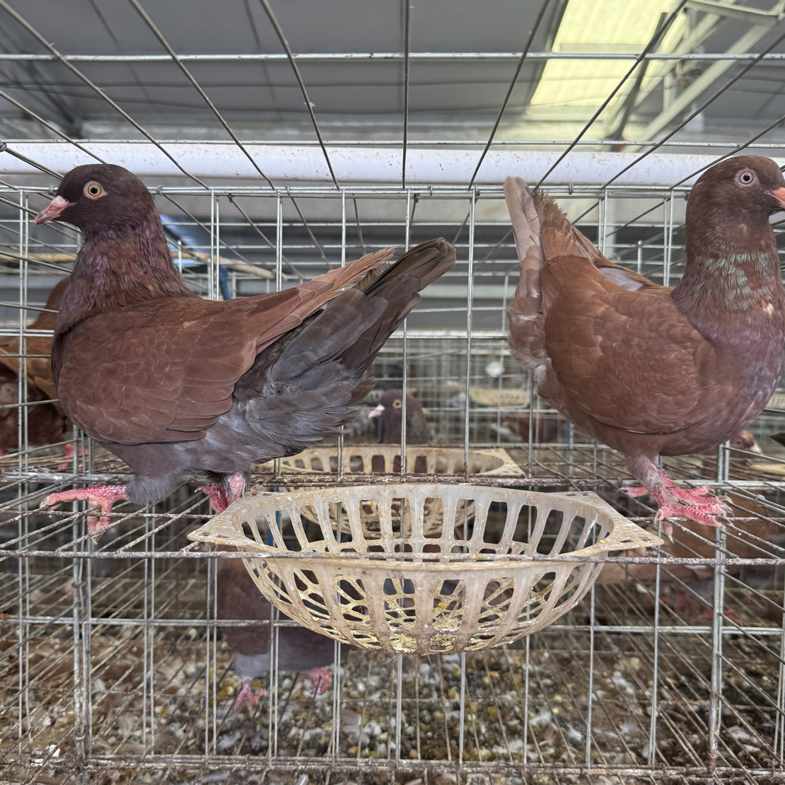 包邮落地红鸽红卡奴种鸽子