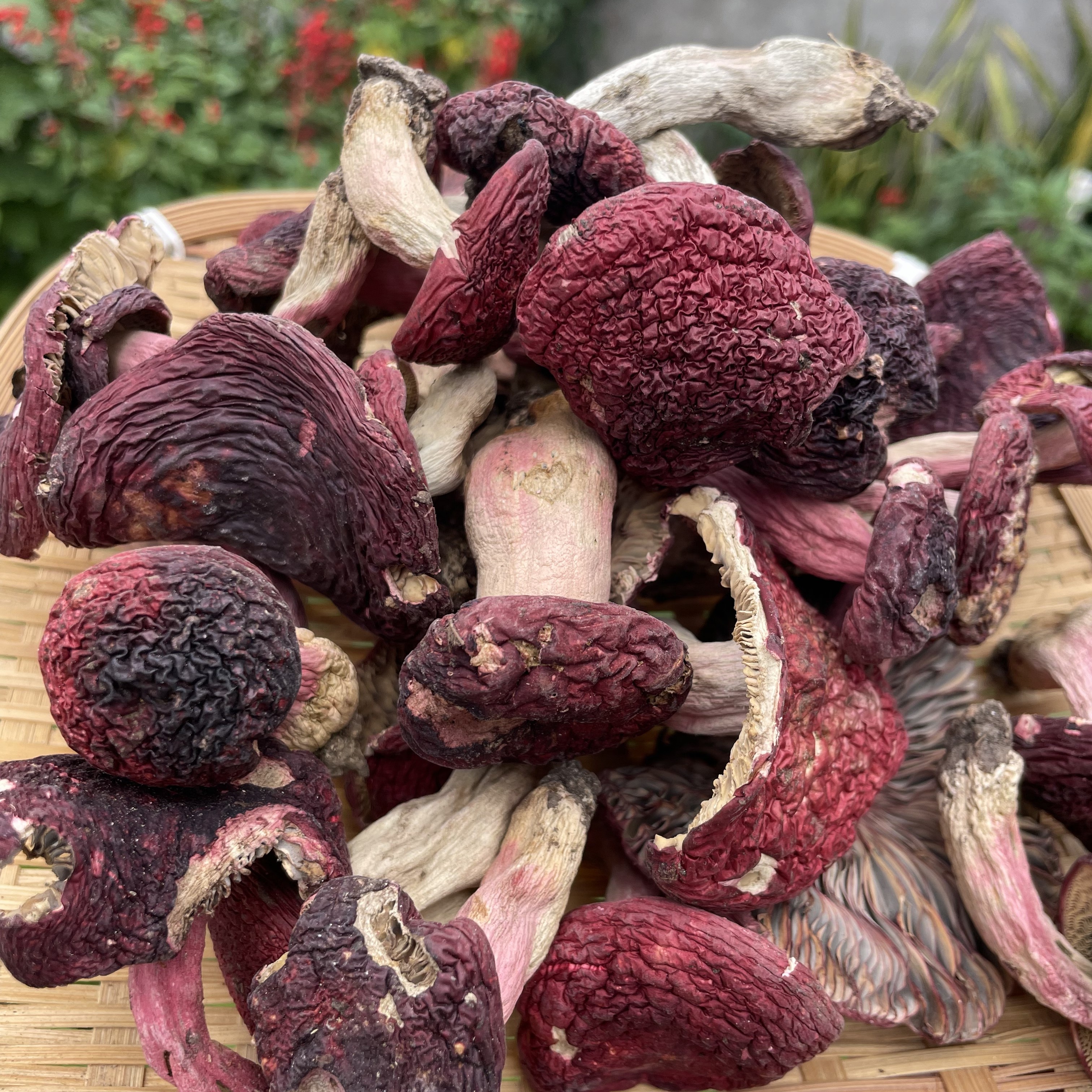 云南野生菌蘑菇精品云南红菇混合小菇和标准菇送礼，原始森林山货