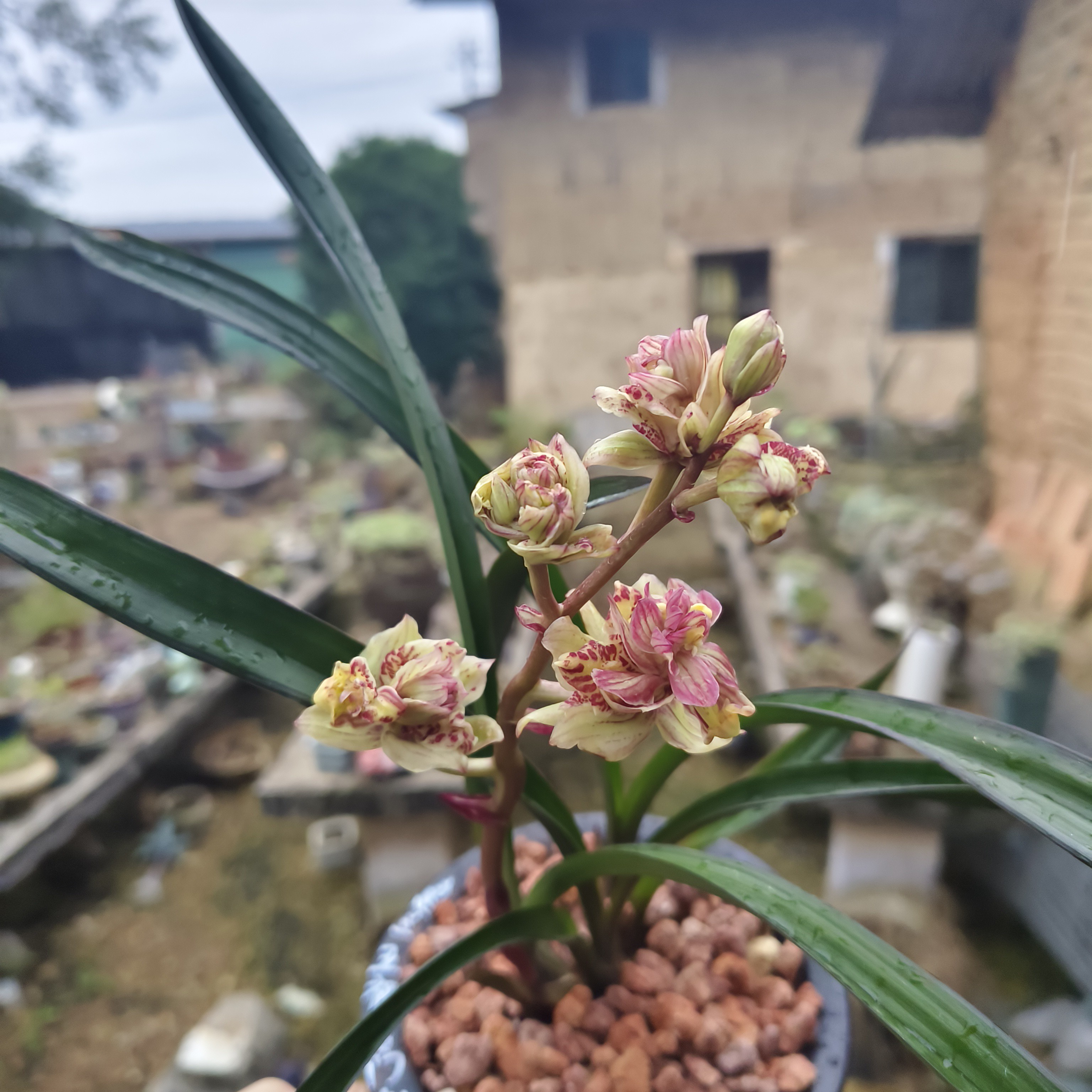 建兰五福临门树型荷瓣奇花浓香型室内绿植花卉