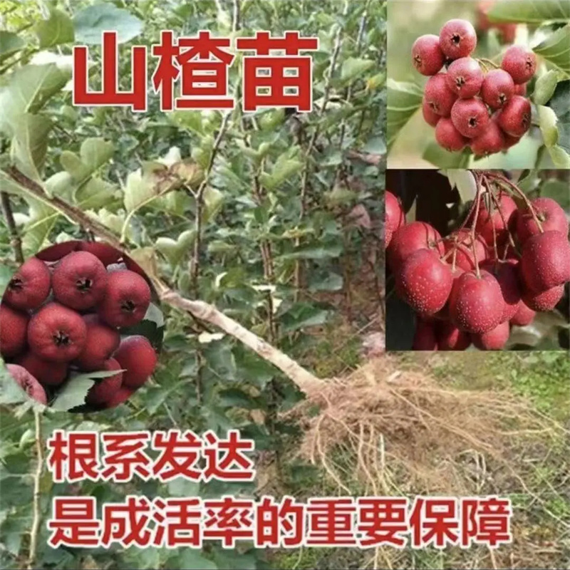 山大果山楂树苗嫁接果树活苗庭院地栽盆栽南北方四季种植当年结果
