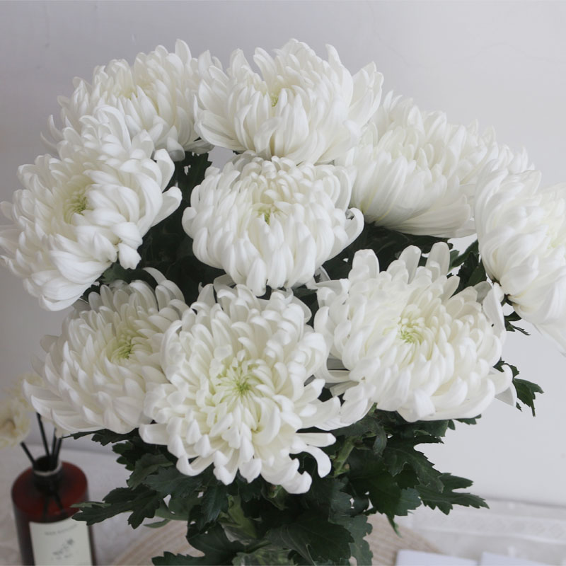 清明节黄白鲜花菊花鲜花束哀悼扫墓祭祖拜山求神种植基地速递包邮