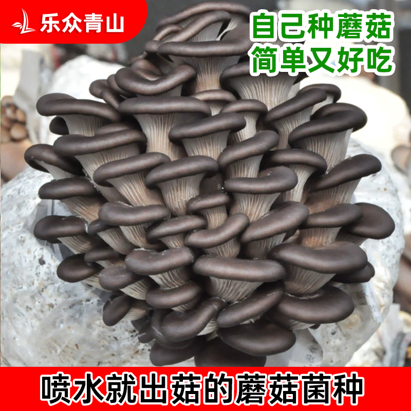 【蘑菇菌包】蘑菇种植包平菇香菇食用菌蘑菇种子家庭种植阳台种植