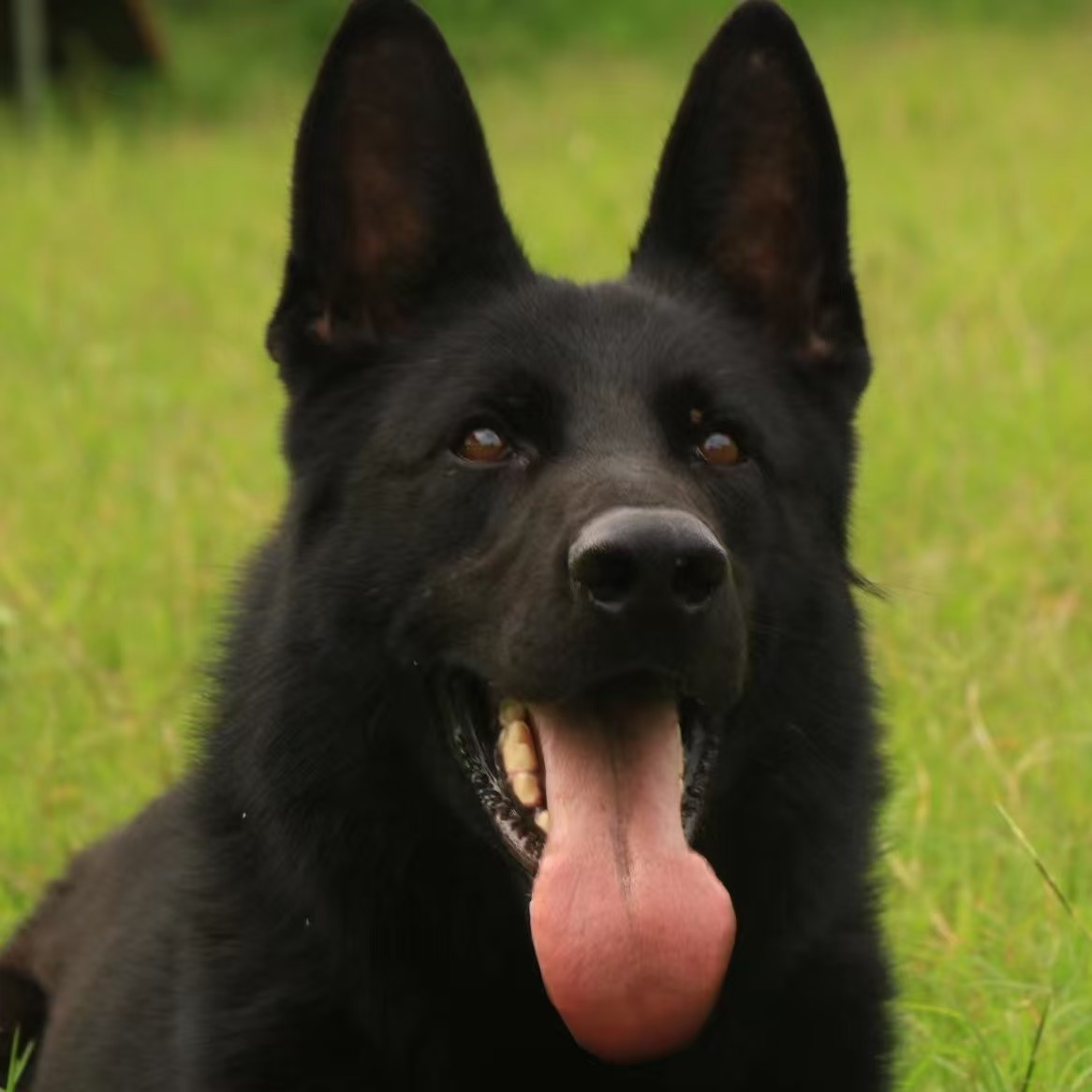 【浙江小童】东德牧羊犬