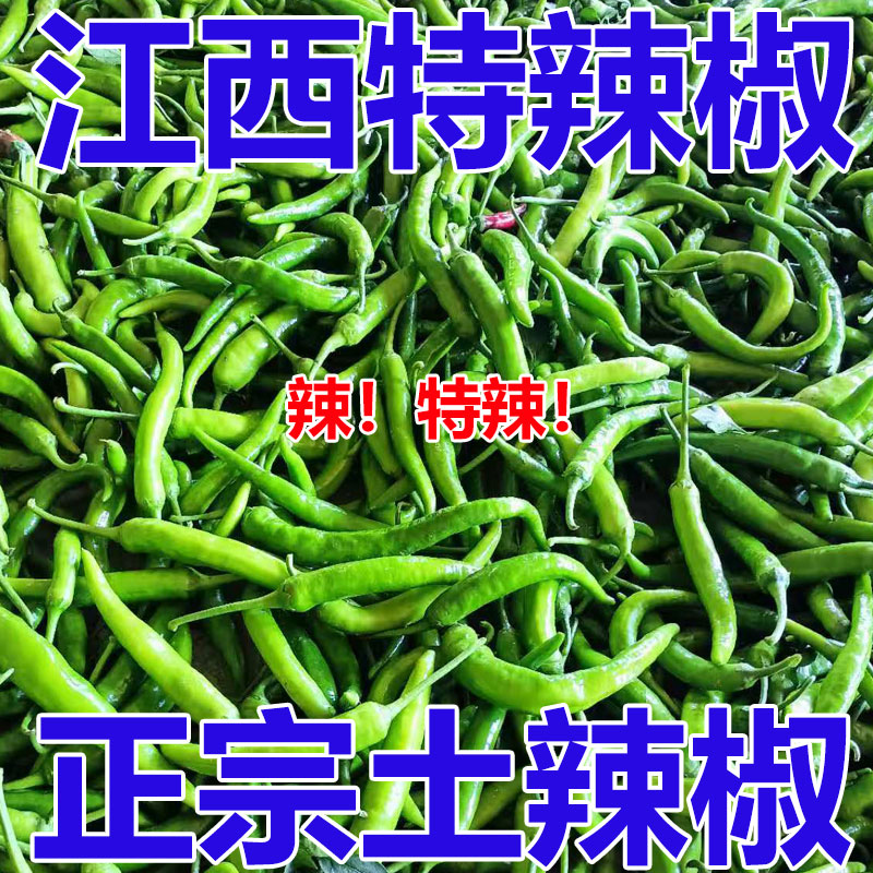 【土辣椒】江西本地辣椒皮薄肉厚现摘现发特辣下饭青辣椒