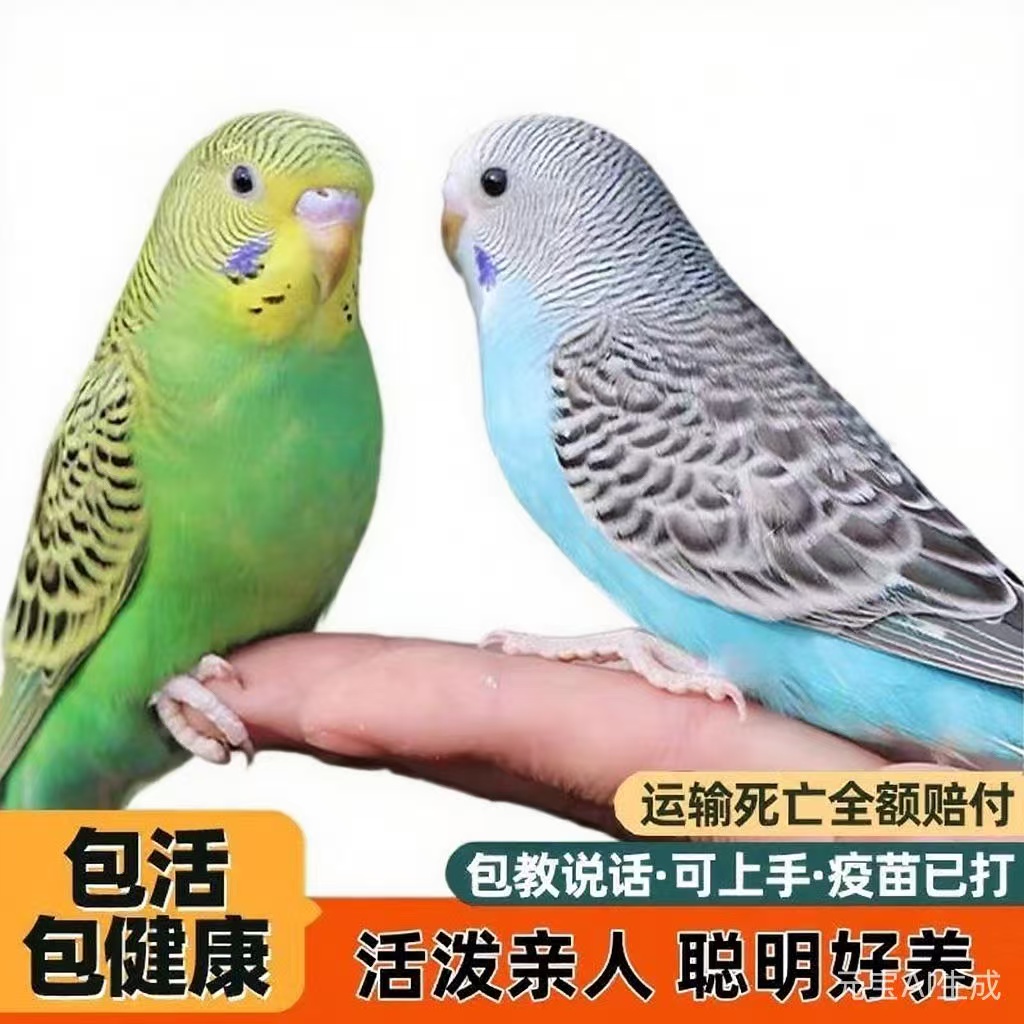 2只彩色鹦鹉观赏鸟手养亲人粘人（颜色可选公母可选）