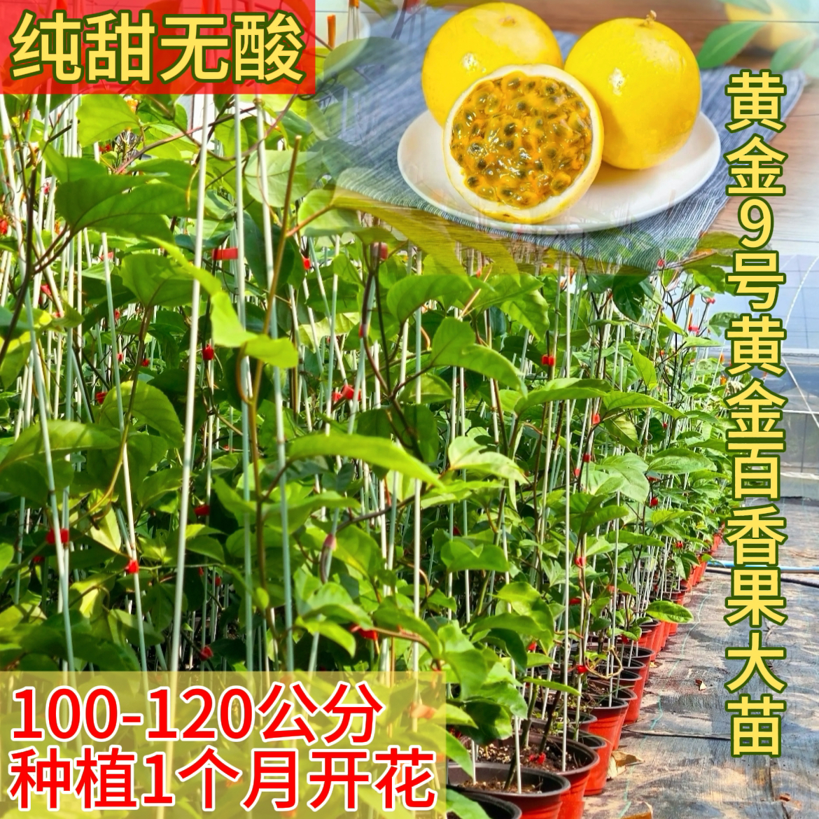 黄金9号百香果嫁接大苗四季结果爬藤庭院盆栽果苗百香果树苗