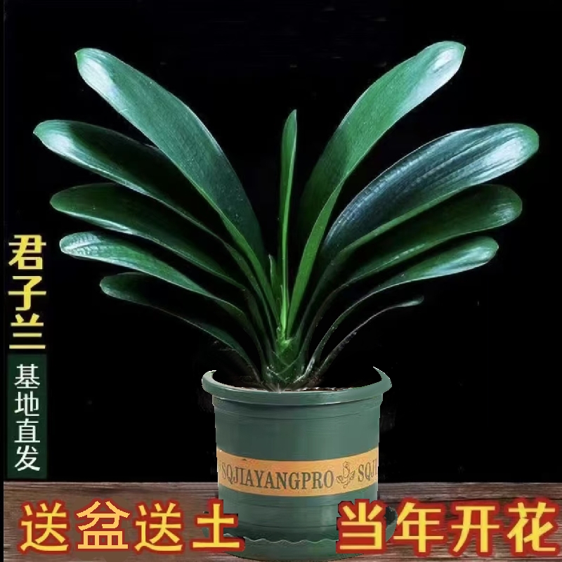 【 带盆5-8片叶君子】兰盆栽室内绿植耐寒盆栽客厅阳台庭院四季花卉