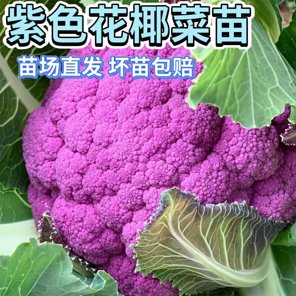 春秋四季紫色花椰菜苗秧紫晶一号花菜种子籽耐寒耐热阳台盆栽带土