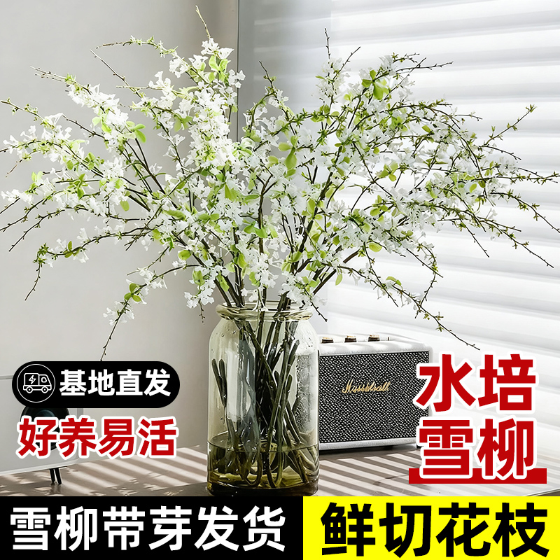 【双11特惠】雪柳鲜枝干枝水养带花苞花枝条盆栽高级室内花卉绿植