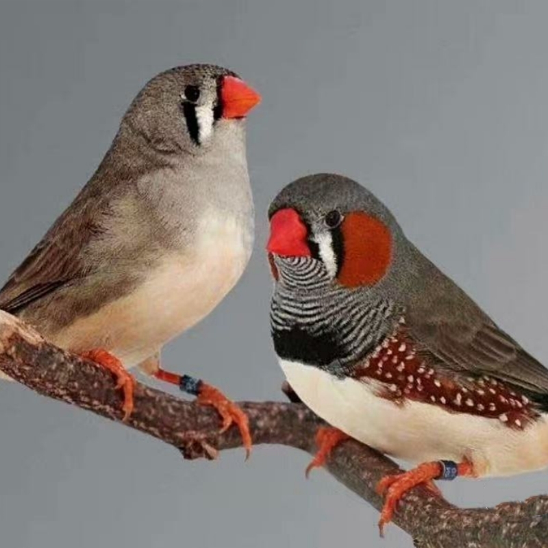 珍珠灰色珍珠白色和珍珠驼色一公一母可繁殖观赏鸟可爱鸟粘人小鸟