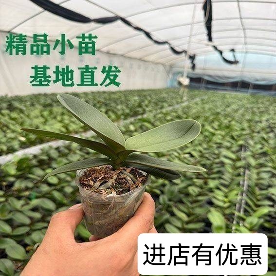 蝴蝶兰花苗混搭苗1.7寸基地直发客厅室内盆栽