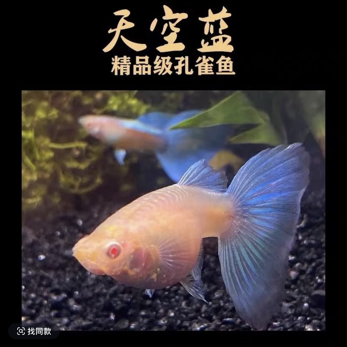 天空蓝孔雀鱼带肚孕母小型热带观赏鱼适合新手好养耐活