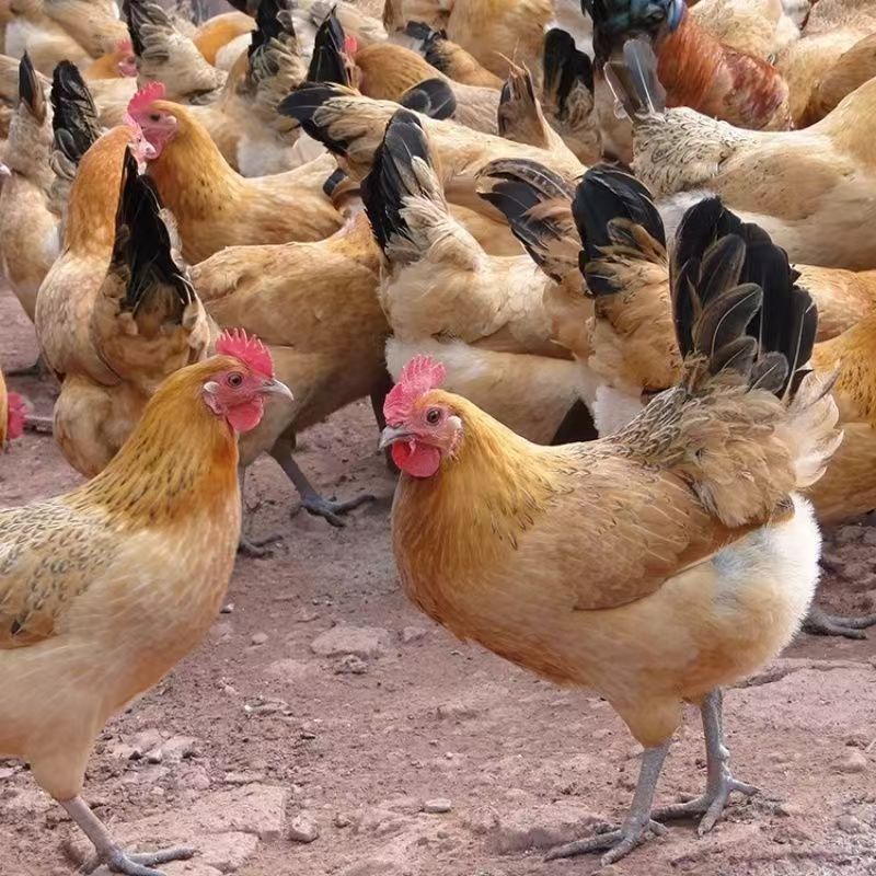 【5只】 长尾鸡 宠物鸡 单只约两斤左右顺丰包邮 发 货L