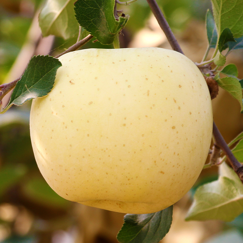 山东奶油富士苹果4.5斤应季水果现摘现发xm