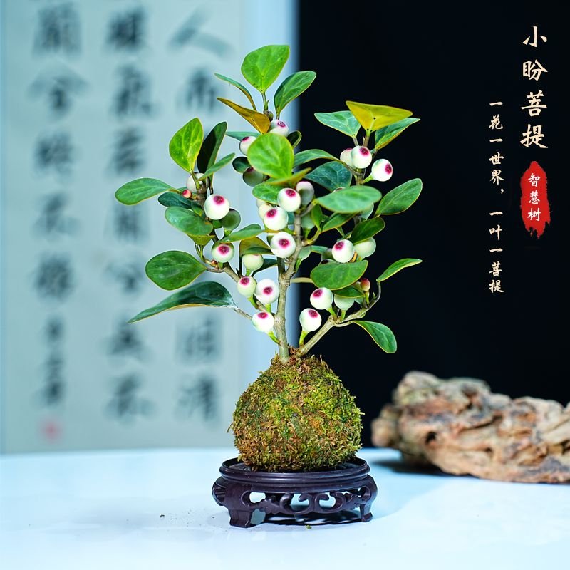 带多果小盼菩提树苔藓球室内可水培智慧小果树禅意桌面盆栽绿植