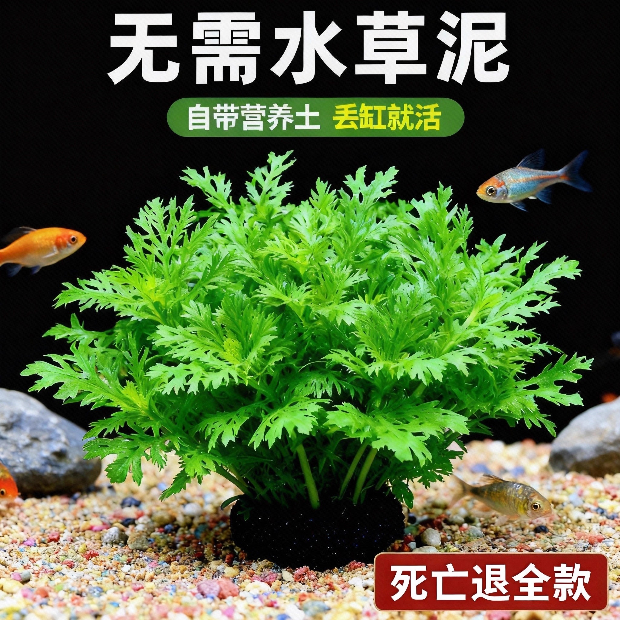 水罗兰大坨草缸造景水草场直发懒人阴性水草增氧中后景淡水培植物