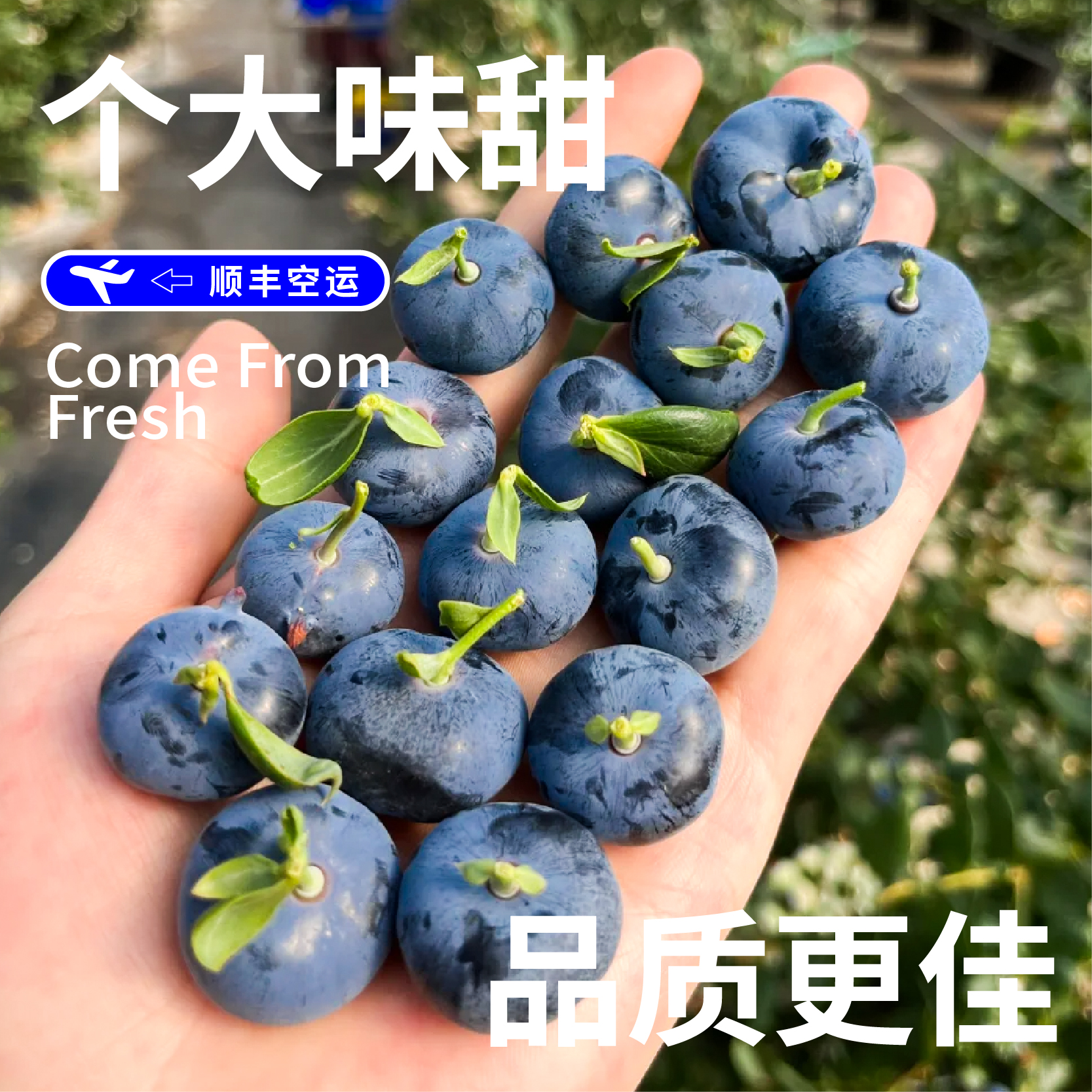 【M89 巨无霸｜顺丰空运】云南澄江大蓝莓脆甜花香 现采摘特大果蓝莓