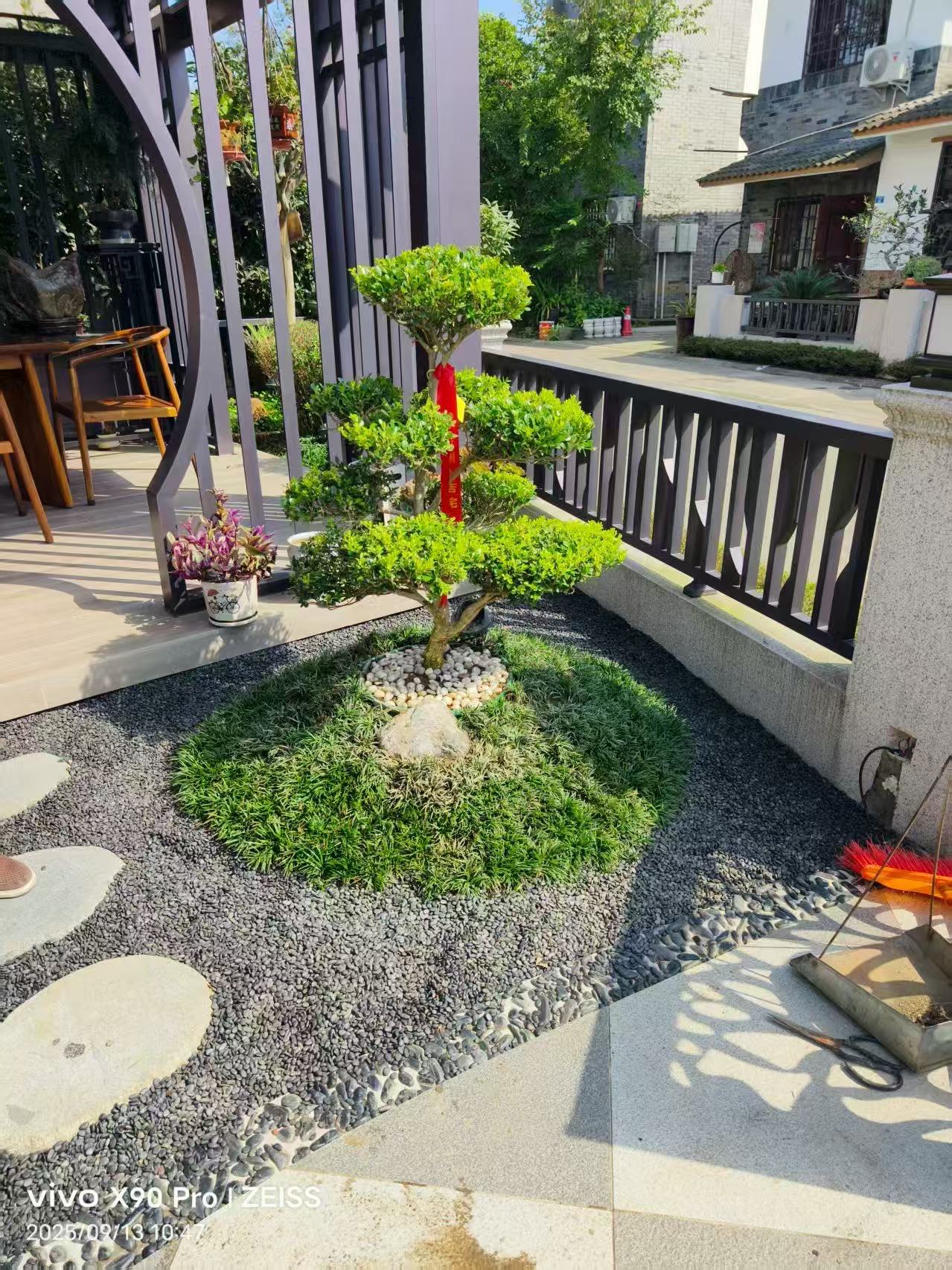 瓜子造型黄杨庭院别墅观赏树小叶瓜子黄杨造型树庭院景观精品绿植