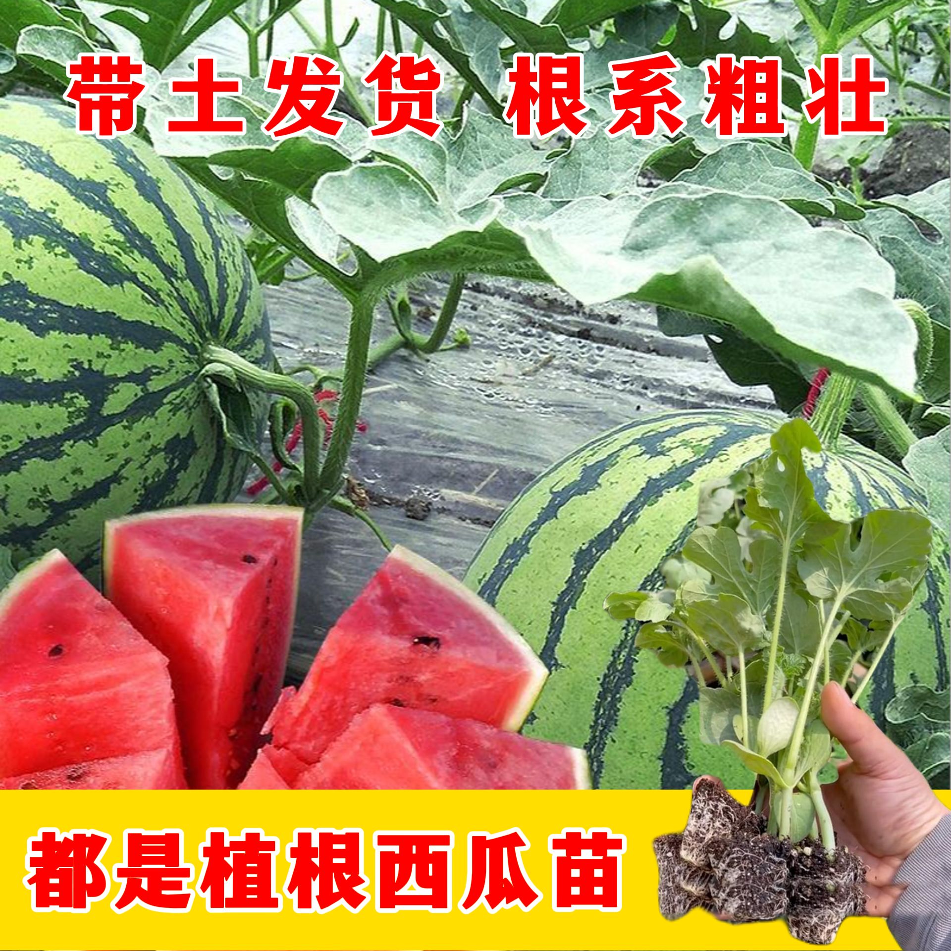 冰糖麒麟西瓜秧苗美都西瓜秧8424苗皮薄超甜新品春季有机四季瓜果