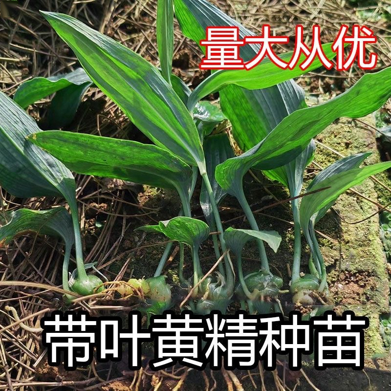 [高产]黄精苗鸡头黄精苗黄精种苗老虎姜种苗新鲜多花姜型黄精种苗
