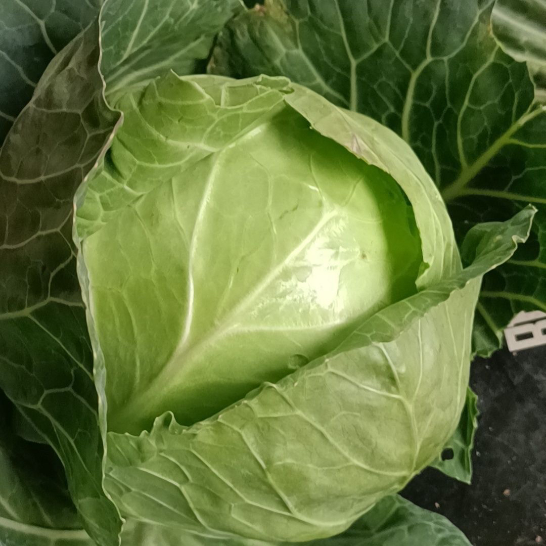 新鲜包菜卷心菜莲花白青绿甘蓝绿叶蔬菜当季农家自种现摘沙拉菜