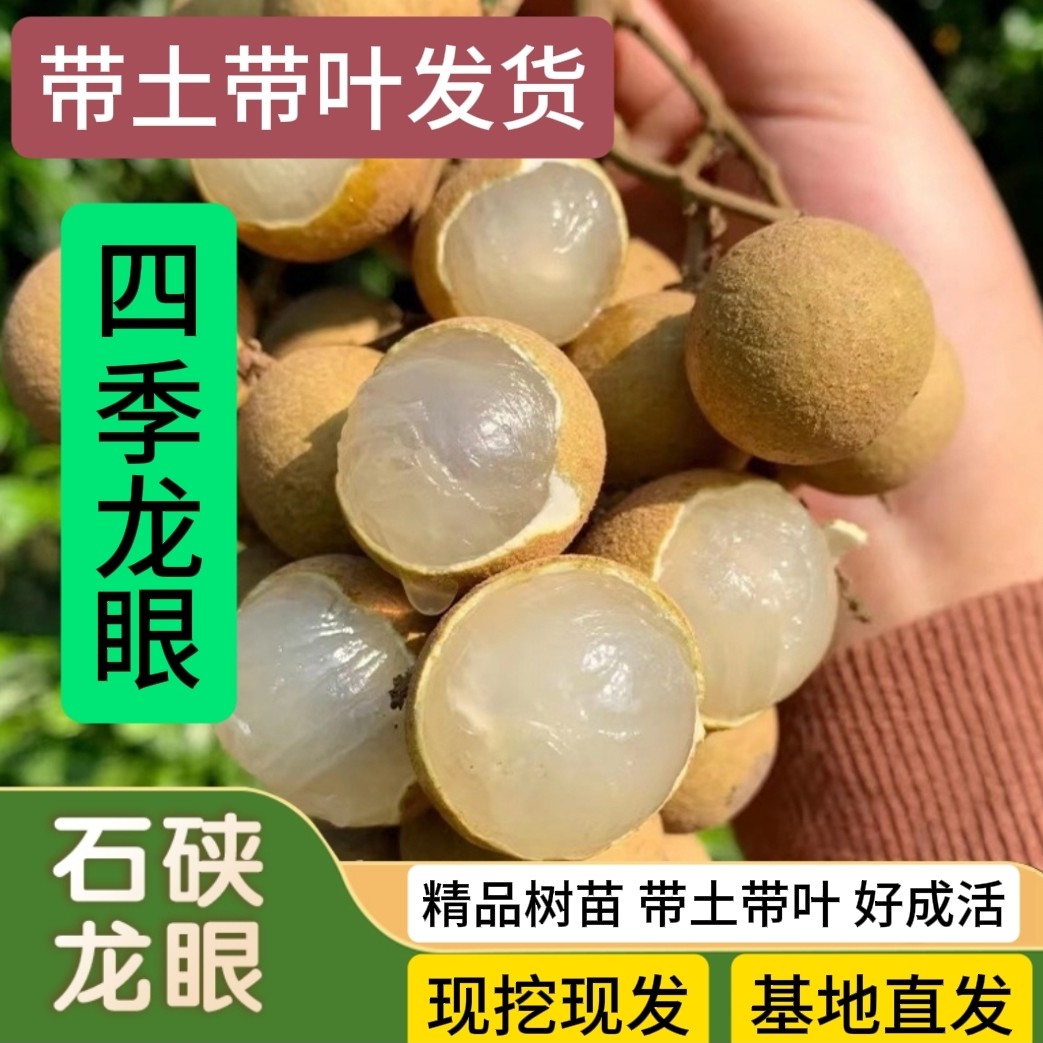 （带土带叶）正宗四季龙眼树苗包邮桂圆苗石硖储良四季蜜火龙果树苗