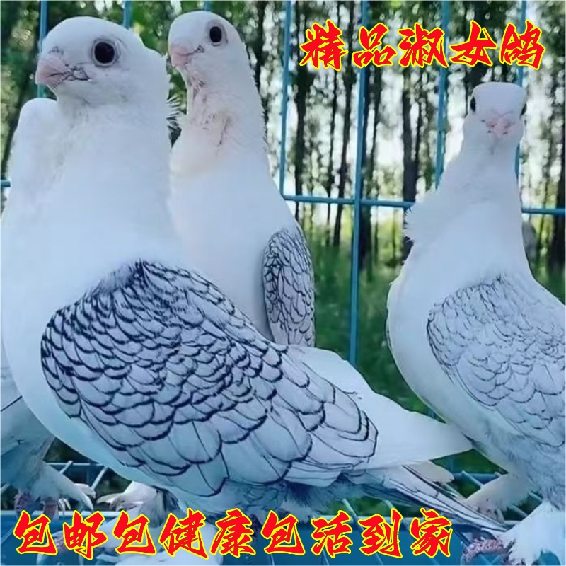 正品淑女鸽子活一对精品观赏鸽信鸽元宝种鸽鸽观赏鸽鸽苗活体