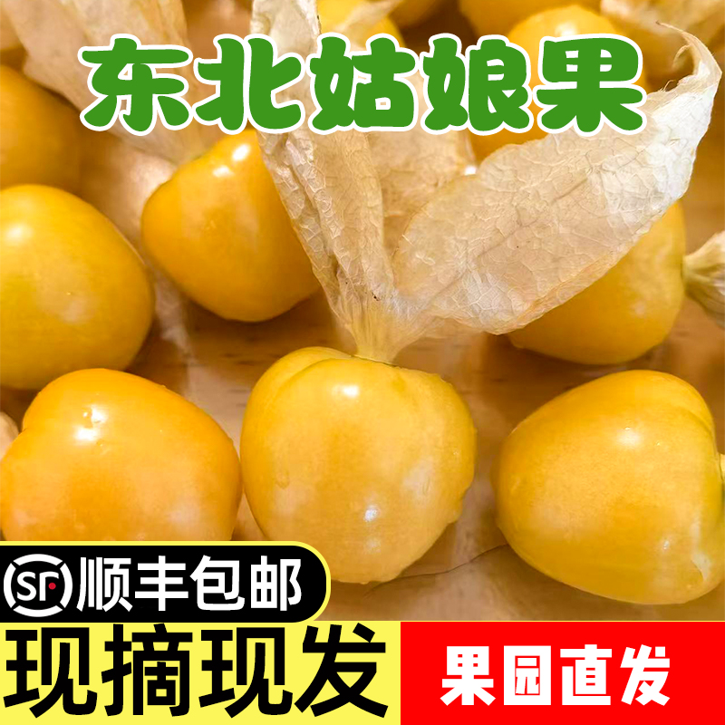 东北头茬姑娘果新鲜采摘香甜饱满当季水果大果产地直发顺丰包邮
