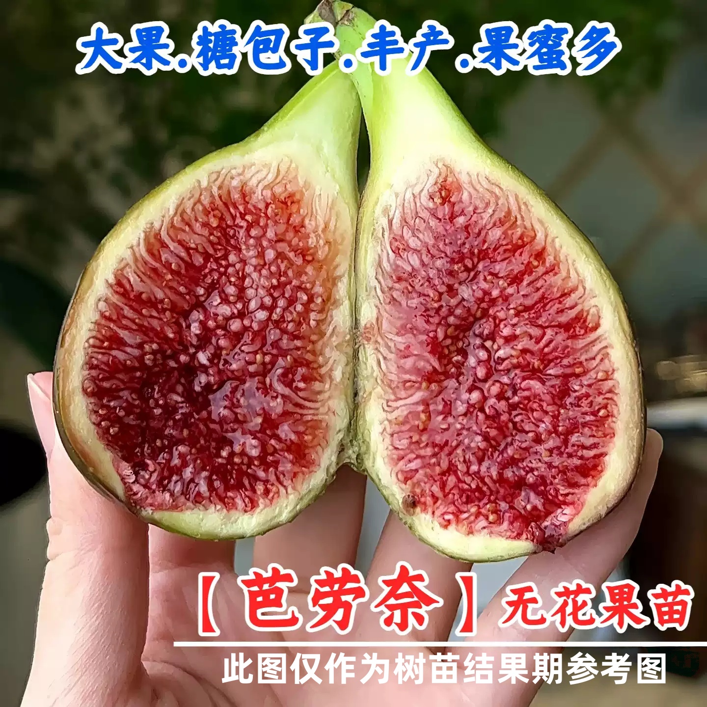 芭劳奈无花果树果苗特大抗寒banane大芭无花果苗盆栽地栽耐寒耐旱