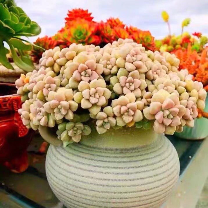 爆盆丸叶姬秋丽多老桩多肉植物组合盆栽绿植花卉阳台小多肉防辐射