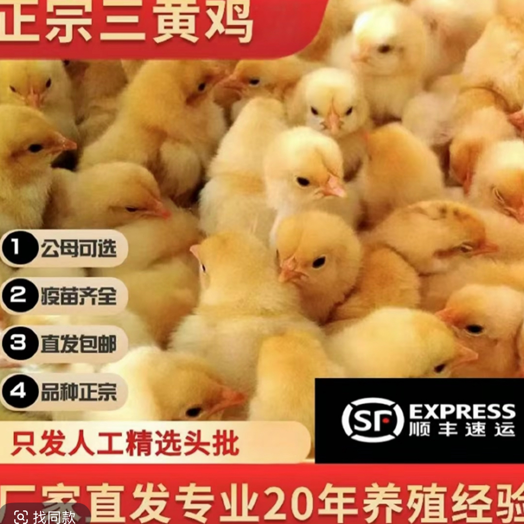 正宗快三黄鸡公母可选源头厂家批发