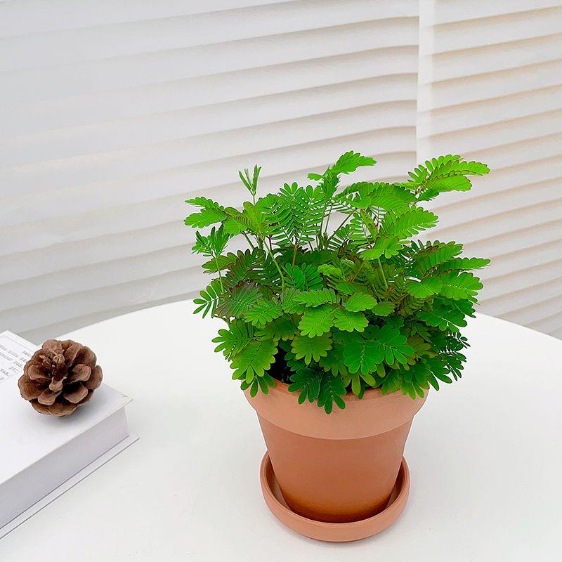 含羞草盆栽室内阳台小植物四季常青害羞草怕羞草彩色花苗趣味植物