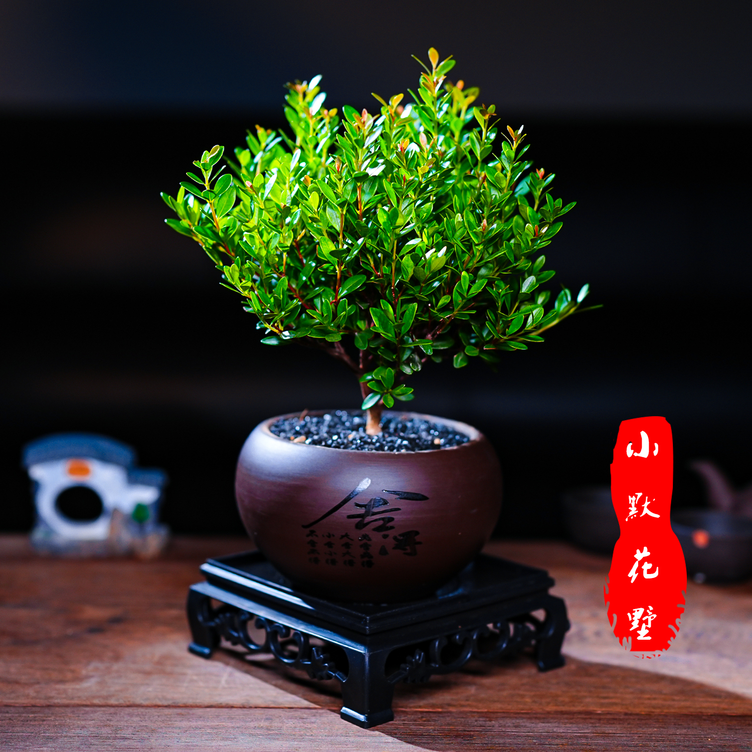 小叶赤楠老桩盆栽客厅桌面盆栽植物室内阳台四季好养植物绿植盆栽